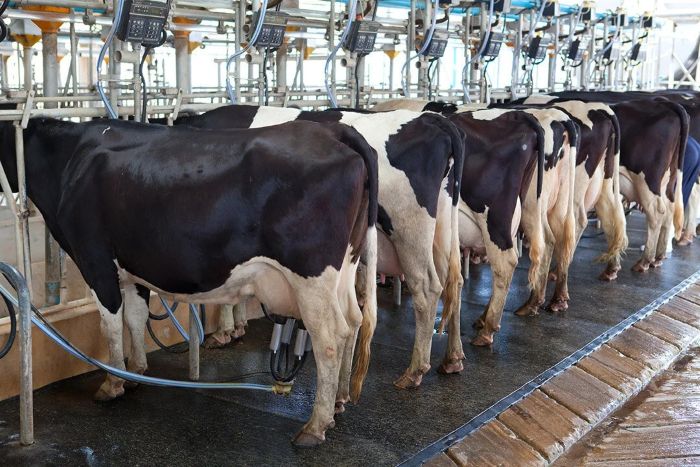 Dairy cows in a milking facility